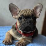 Winter-male-french-bulldog-puppy-for-sale-1 (3)