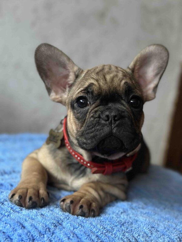 Winter French Bulldog Winter French Bulldog