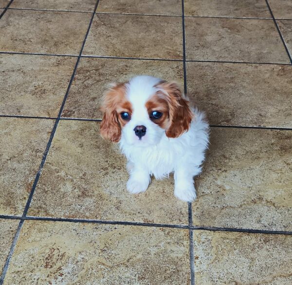 Wioletta Cavalier King Charles Spaniel Wioletta Cavalier King Charles Spaniel