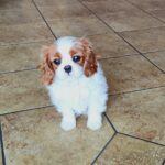 Wioletta-female-CKC-puppy-for-sale- (2)