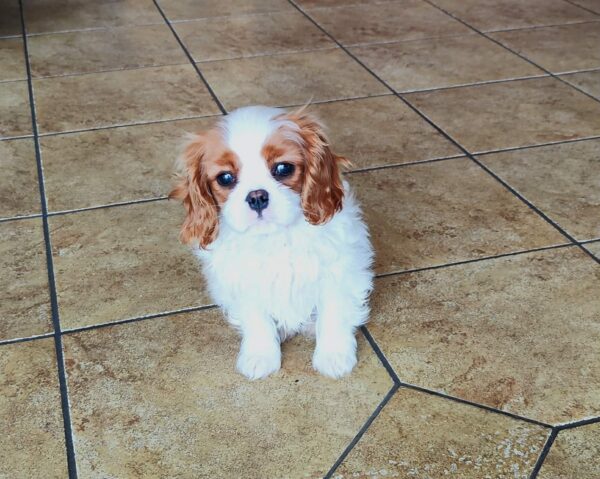 Wioletta Cavalier King Charles Spaniel Wioletta Cavalier King Charles Spaniel