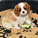 Wioletta-female-CKC-puppy-for-sale- (3)