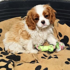 Wioletta Cavalier King Charles Spaniel Wioletta Cavalier King Charles Spaniel