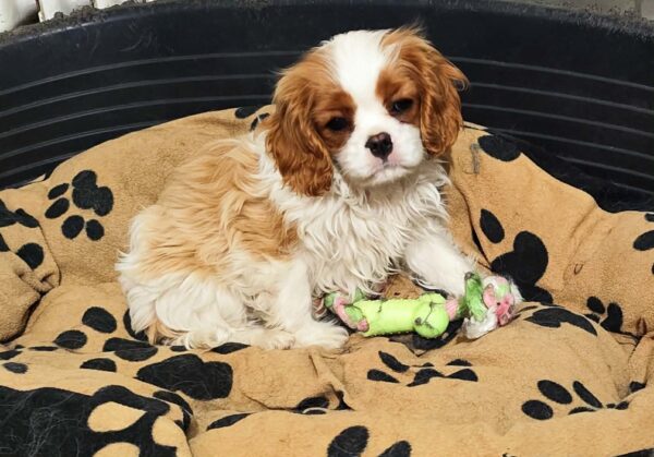 Wioletta Cavalier King Charles Spaniel Wioletta Cavalier King Charles Spaniel