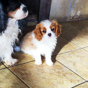 Wioletta Cavalier King Charles Spaniel Wioletta Cavalier King Charles Spaniel