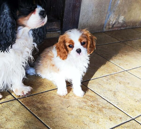 Wioletta Cavalier King Charles Spaniel Wioletta Cavalier King Charles Spaniel