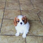 Wioletta-female-CKC-puppy-for-sale- (5)