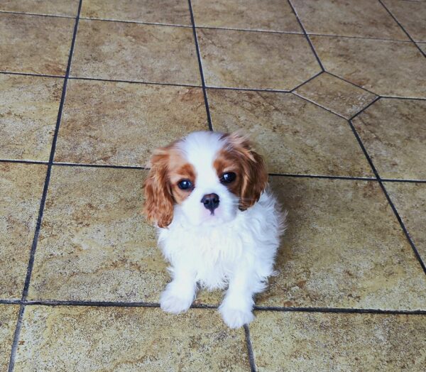 Wioletta Cavalier King Charles Spaniel Wioletta Cavalier King Charles Spaniel
