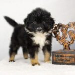 Wirael-male-MAS-puppy-for-sale-1