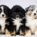 Wirael-male-MAS-puppy-for-sale-2