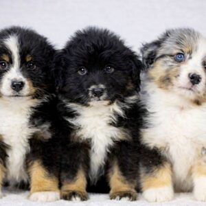 Wirael Miniature American Shepherd Wirael Miniature American Shepherd