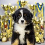 Woriel-male-MAS-puppy-for-sale-1