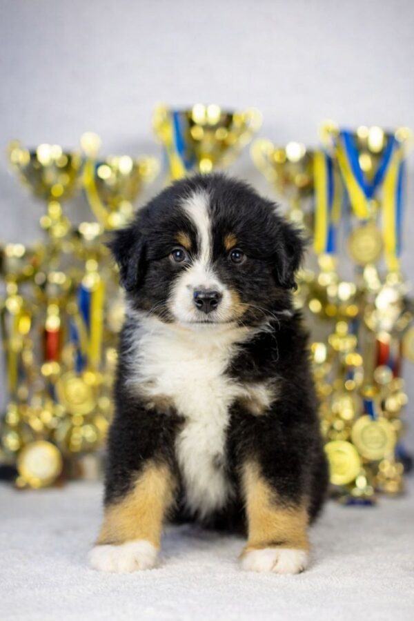 Woriel Miniature American Shepherd Woriel Miniature American Shepherd