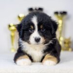 Woriel-male-MAS-puppy-for-sale-2