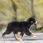 Woriel-male-MAS-puppy-for-sale-3