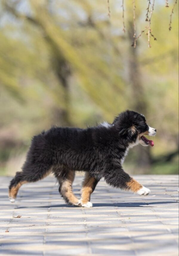 Woriel Miniature American Shepherd Woriel Miniature American Shepherd