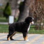 Woriel-male-MAS-puppy-for-sale-4