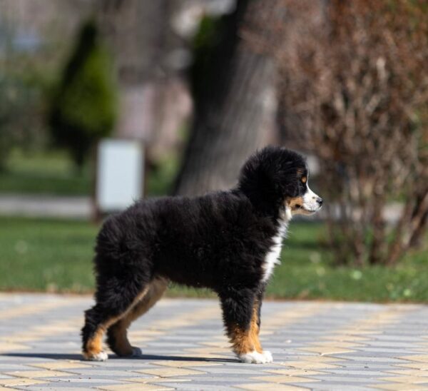 Woriel Miniature American Shepherd Woriel Miniature American Shepherd