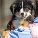 Woriel-male-MAS-puppy-for-sale-5