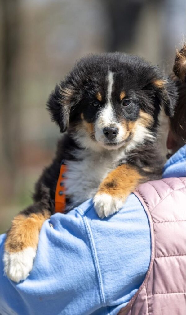 Woriel Miniature American Shepherd Woriel Miniature American Shepherd