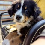 Woriel-male-MAS-puppy-for-sale-6