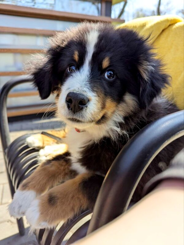 Woriel Miniature American Shepherd Woriel Miniature American Shepherd