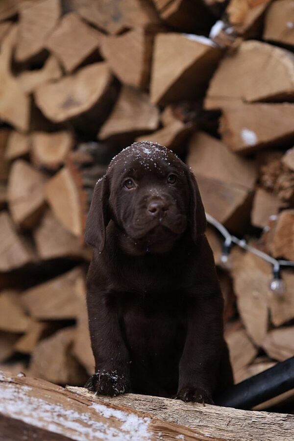 Wyatt Labrador Retriever Wyatt Labrador Retriever