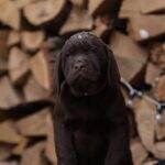 Wyatt-male-Labrador-Retriever-puppy-for-sale-2