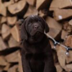 Wyatt-male-Labrador-Retriever-puppy-for-sale-3