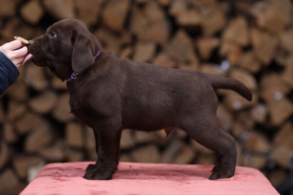 Wyatt Labrador Retriever Wyatt Labrador Retriever