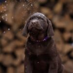 Wyatt-male-Labrador-Retriever-puppy-for-sale-5