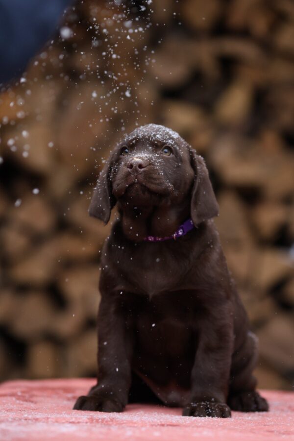 Wyatt Labrador Retriever Wyatt Labrador Retriever