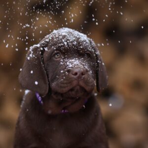 Wyatt Labrador Retriever Wyatt Labrador Retriever