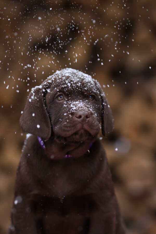 Wyatt Labrador Retriever Wyatt Labrador Retriever