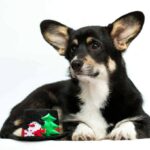 Xena-female-Corgi-puppy-for-sale-1