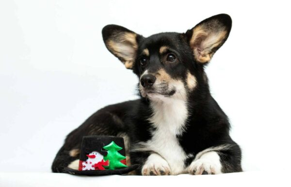 Xena Welsh Corgi Xena Welsh Corgi