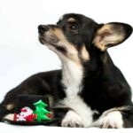 Xena-female-Corgi-puppy-for-sale-2