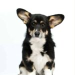 Xena-female-Corgi-puppy-for-sale-3