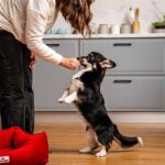 Xena-female-Corgi-puppy-for-sale-4