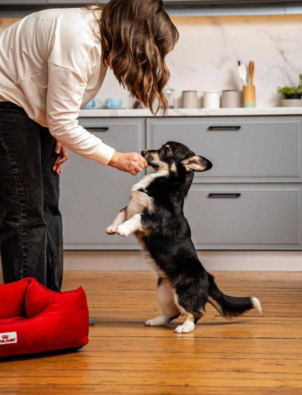 Xena Welsh Corgi Xena Welsh Corgi