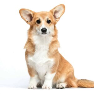 Xilia Welsh Corgi Xilia Welsh Corgi
