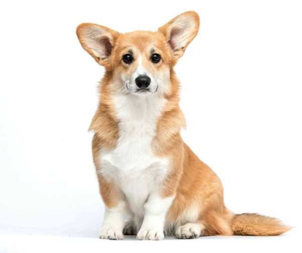 Xilia Welsh Corgi Xilia Welsh Corgi