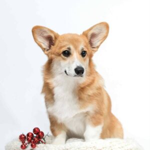 Xilia Welsh Corgi Xilia Welsh Corgi