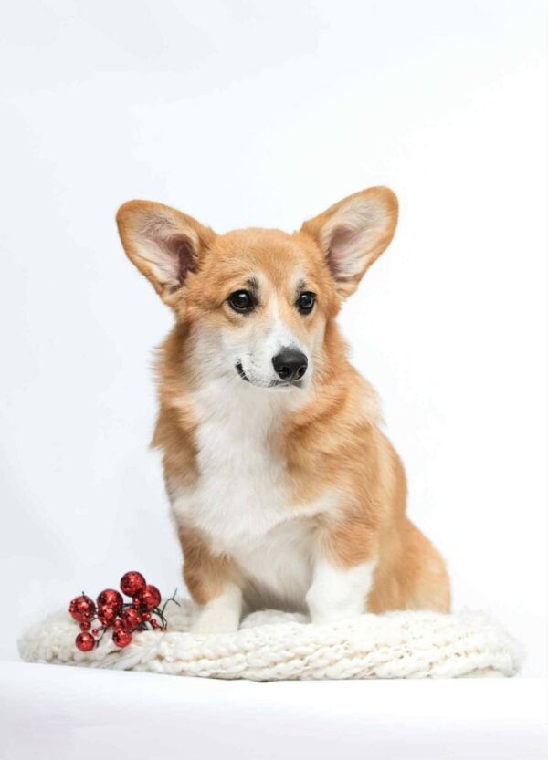 Xilia Welsh Corgi Xilia Welsh Corgi