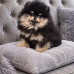 Xorro-male-Pomeranian-puppy-for-sale-1