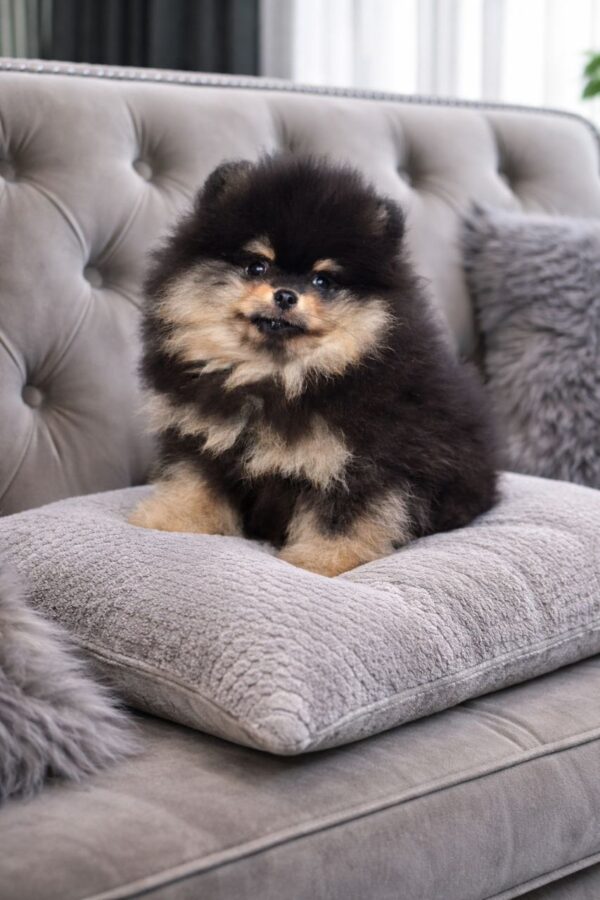 Xorro Pomeranian Xorro Pomeranian