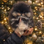 Xorro-male-Pomeranian-puppy-for-sale-4