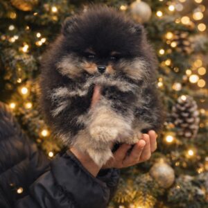 Xorro Pomeranian Xorro Pomeranian