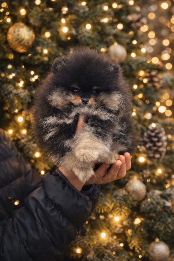 Xorro Pomeranian Xorro Pomeranian