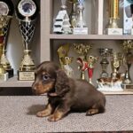 Yakuza-female-miniature-dachshund-puppy-for-sale-1 (1)
